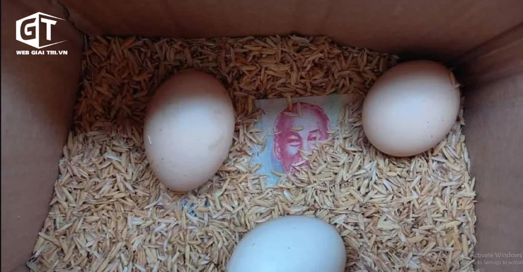 Mẹ gửi trứng gà lên thành phố cho con gái và điều cảm động bên trong chiếc hộp khiến con rơi nước mắt