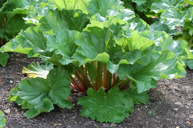 Lợi ích của cây đại hoàng đối với sức khỏe