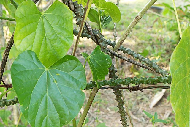 4 loại thảo mộc giúp tăng cường miễn dịch tự nhiên