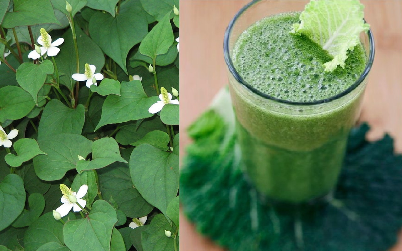 Nên uống rau diếp cá vào lúc nào trong ngày?