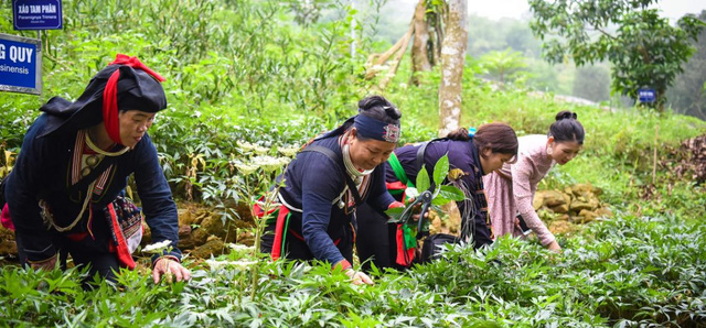 Nhà nước sẽ hỗ trợ phát triển vùng trồng dược liệu quý 1 tỷ đồng/dự án