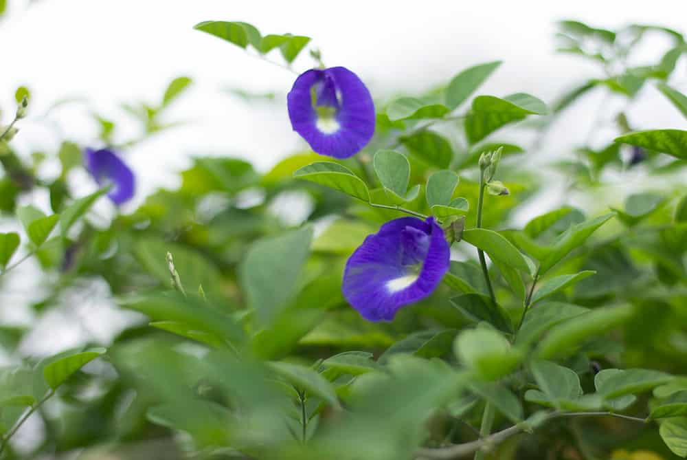 Loại hoa là ‘khắc tinh’ của ung thư, ổn định đường huyết cực hay: Người Việt ít dùng