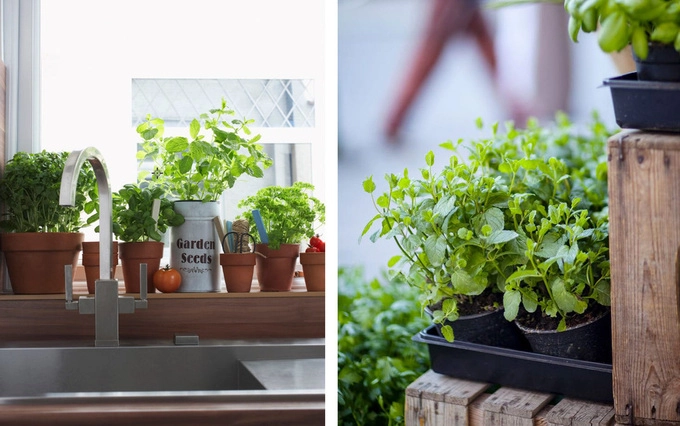 Làm cách nào để trồng các loại thảo mộc trong nhà