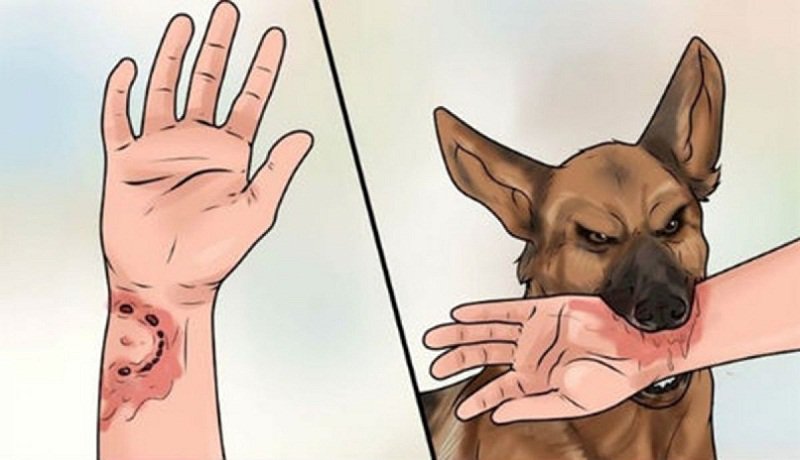 Bộ Y tế cảnh báo nguy cơ bùng phát bệnh dại