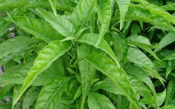 Cây hoàn ngọc giúp tăng sức đề kháng, kháng khuẩn, chống viêm ra sao?