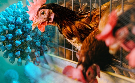 TP. HCM tăng cường giám sát viêm phổi nặng liên quan đến cúm gia cầm độc lực cao A (H5N1)