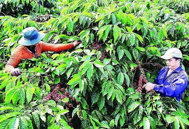 Ngành cà phê Việt nhiều dư địa phát triển