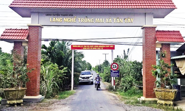 Long An phát triển Làng nghề trồng mai xã Tân Tây gắn với phát triển du lịch