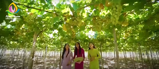 Nhiều hoạt động đặc sắc tại Lễ hội Nho và Vang Ninh Thuận năm 2023