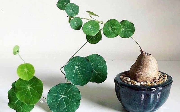 Công dụng và những bài thuốc chữa bệnh từ cây bình vôi