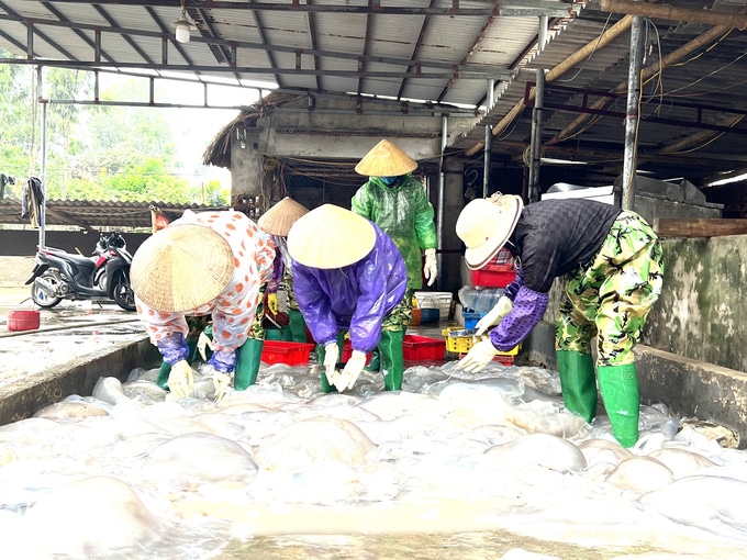 Mùa sứa biển, ngư dân xứ Thanh kiếm tiền triệu/ngày