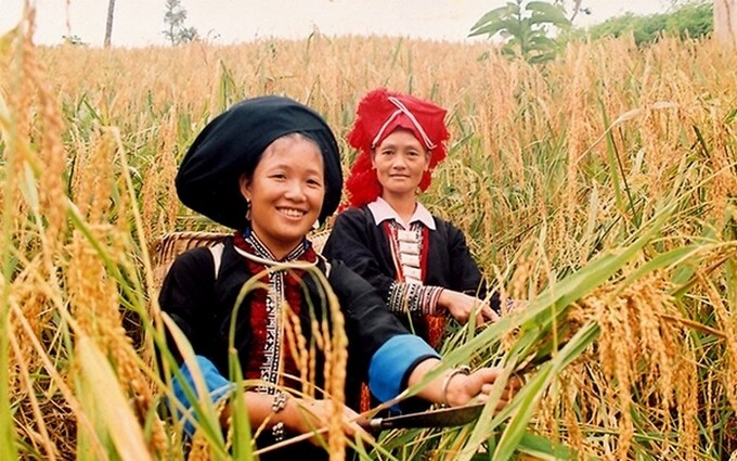 Đặt hàng cấp một số ấn phẩm báo, tạp chí cho vùng đồng bào dân tộc thiểu số và miền núi, vùng đặc biệt khó khăn giai đoạn 2023-2025
