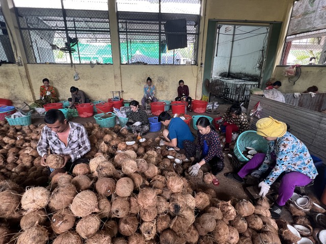 Để phát triển bền vững ngành dừa Việt Nam