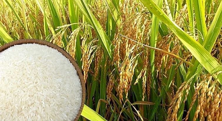 Lượng hạn ngạch thuế quan nhập khẩu gạo, lá thuốc lá khô từ Campuchia năm 2023, 2024