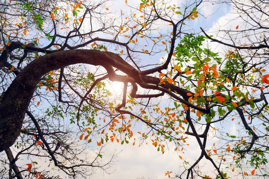 Dự báo thời tiết ngày 17/2: Miền Bắc có mưa nhỏ vài nơi, sáng sớm có sương mù, trưa chiều giảm mây trời nắng