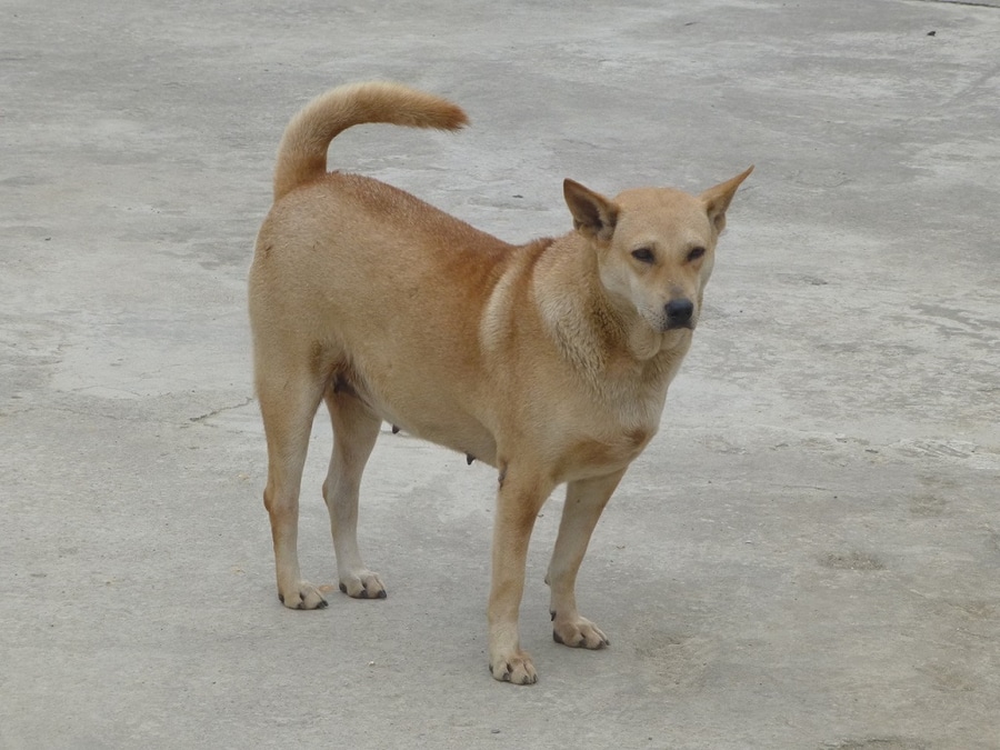 Phú Thọ: Bé trai 5 tuổi hoảng loạn sau khi bị chó nhà hàng xóm tấn công