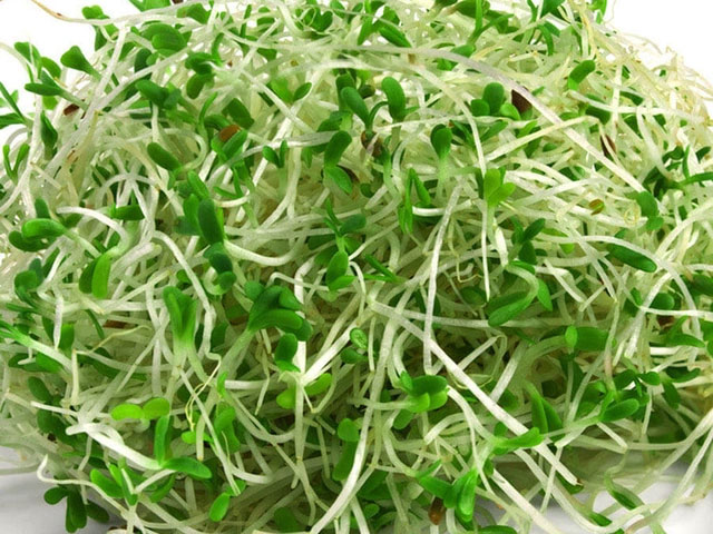 Lợi ích sức khỏe khi ăn mầm của cỏ cà ri