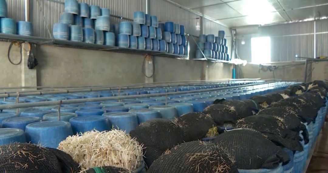 Đắk Lắk phát hiện hơn 20,3 tấn giá đỗ ngâm hóa chất để tuồn ra thị trường