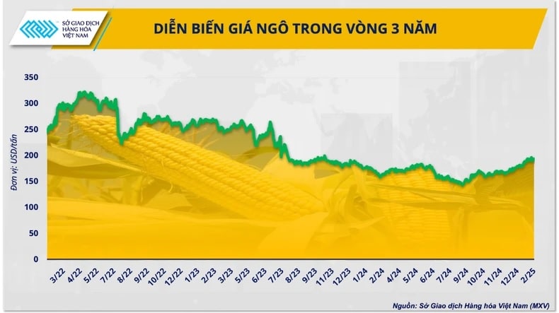 Thị trường ngô thế giới năm 2025: Thách thức ‘mang theo’ cơ hội