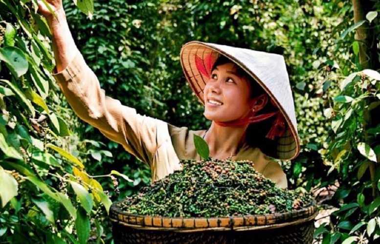 Hồ tiêu Việt Nam: ‘Vàng đen’ sẵn sàng bứt phá