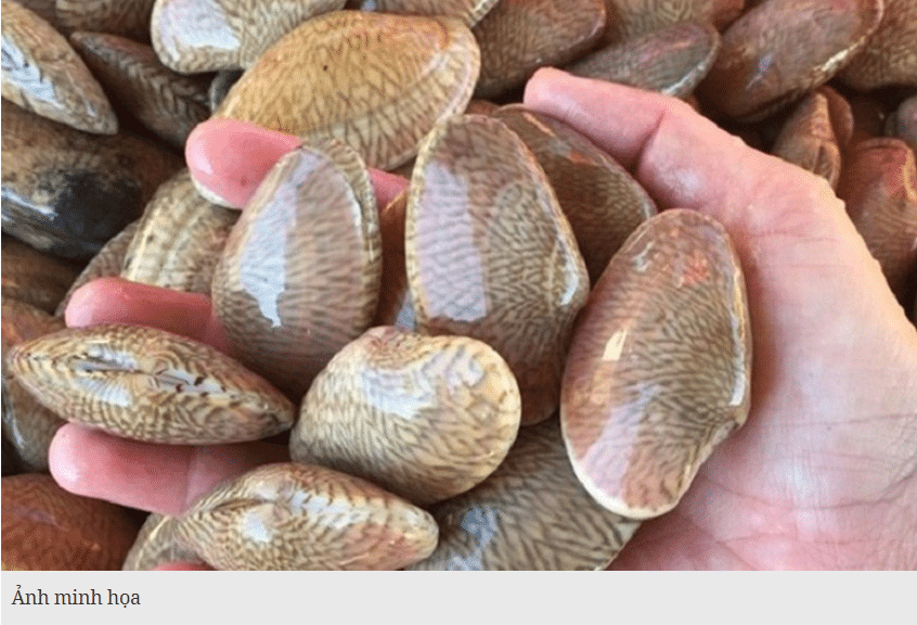 Xuất khẩu nhuyễn thể có vỏ tăng mạnh, mở rộng thị trường sang Trung Quốc