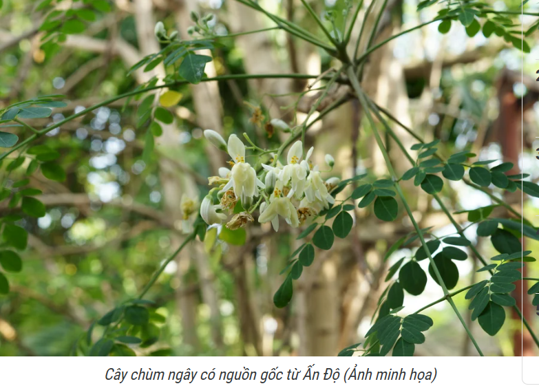 Chùm ngây: Từ rau ăn hàng ngày đến “bảo bối” chăm sóc sức khỏe