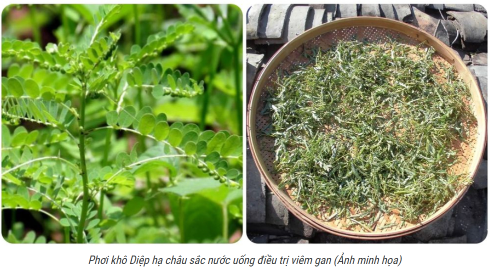Các bài thuốc chữa bệnh từ cây diệp hạ châu