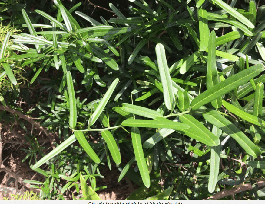 Xáo tam phân – Dược liệu tốt cho sức khỏe mà ít người biết đến