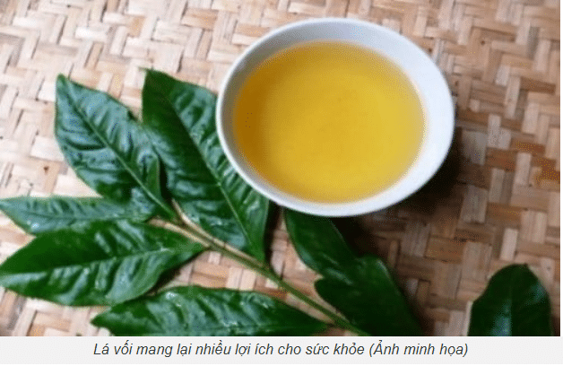 Có nên uống nước lá vối để qua đêm không?