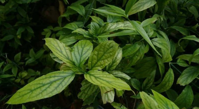 Bài thuốc với cây xương khỉ