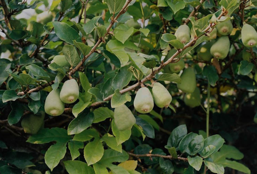 Tác dụng chữa bệnh của cây trâu cổ
