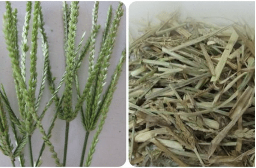 Cỏ mần trầu – Vị thuốc đẹp da, bổ máu, chữa nhiều bệnh