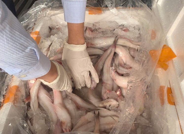Phát hiện trên 10 tấn cá khoai chứa chất bảo quản cực độc