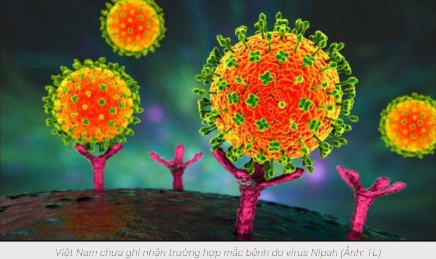 Bộ Y tế: Việt Nam chưa ghi nhận trường hợp mắc bệnh do virus Nipah