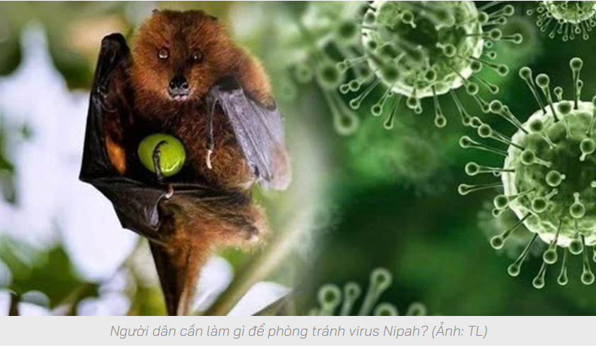 Cần làm gì để phòng tránh virus Nipah?