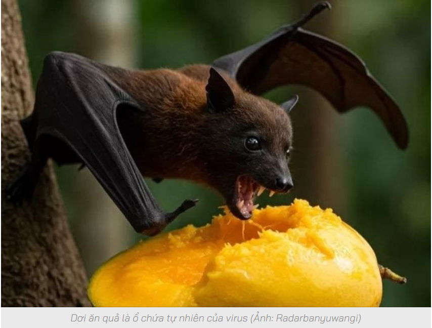 Hà Nội ra chỉ đạo khẩn về phòng chống virus Nipah