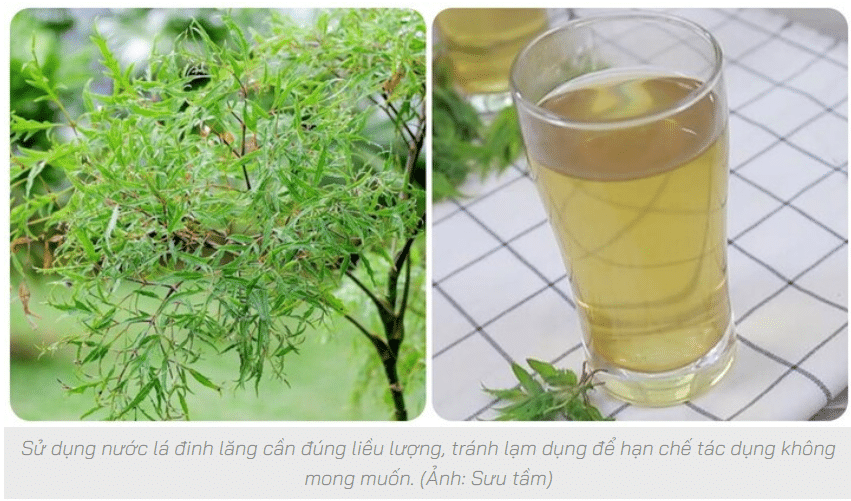 Uống nước lá đinh lăng mỗi ngày được không?
