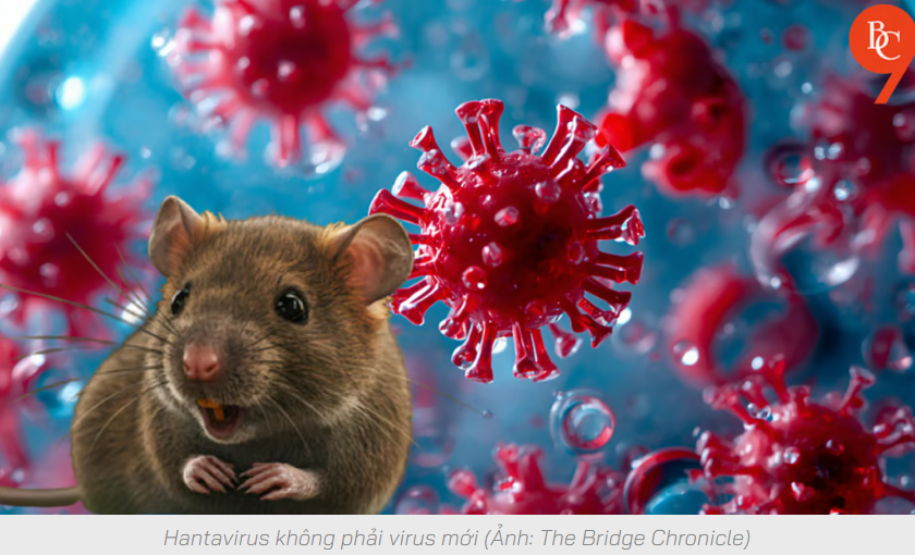 Hantavirus liệu có nguy cơ bùng phát như Covid-19?